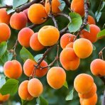 Marhuľa obyčajná (Prunus Armeniaca) ´EARLY ORANGE´ - stredne skorá, výška 120-150 cm, voľnokorenná 